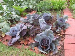 Purple cabbages in my garden right now!